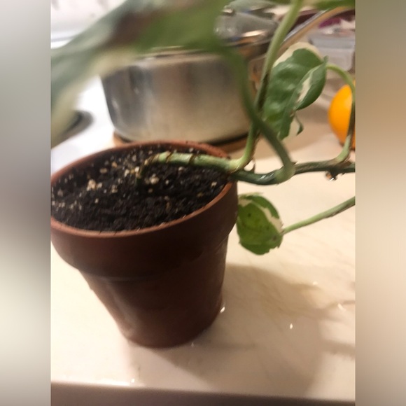 Manjula plant - Picture 8 of 14